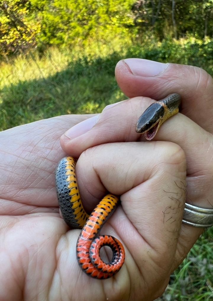 Ringneck Snake